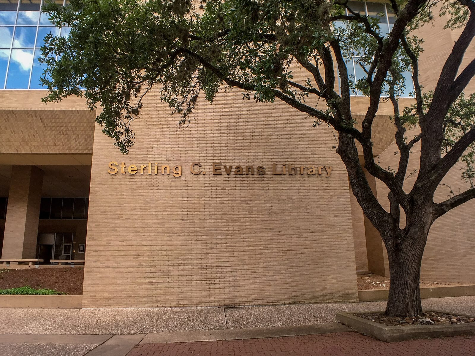 Evans Library's brick wall beside a live oak