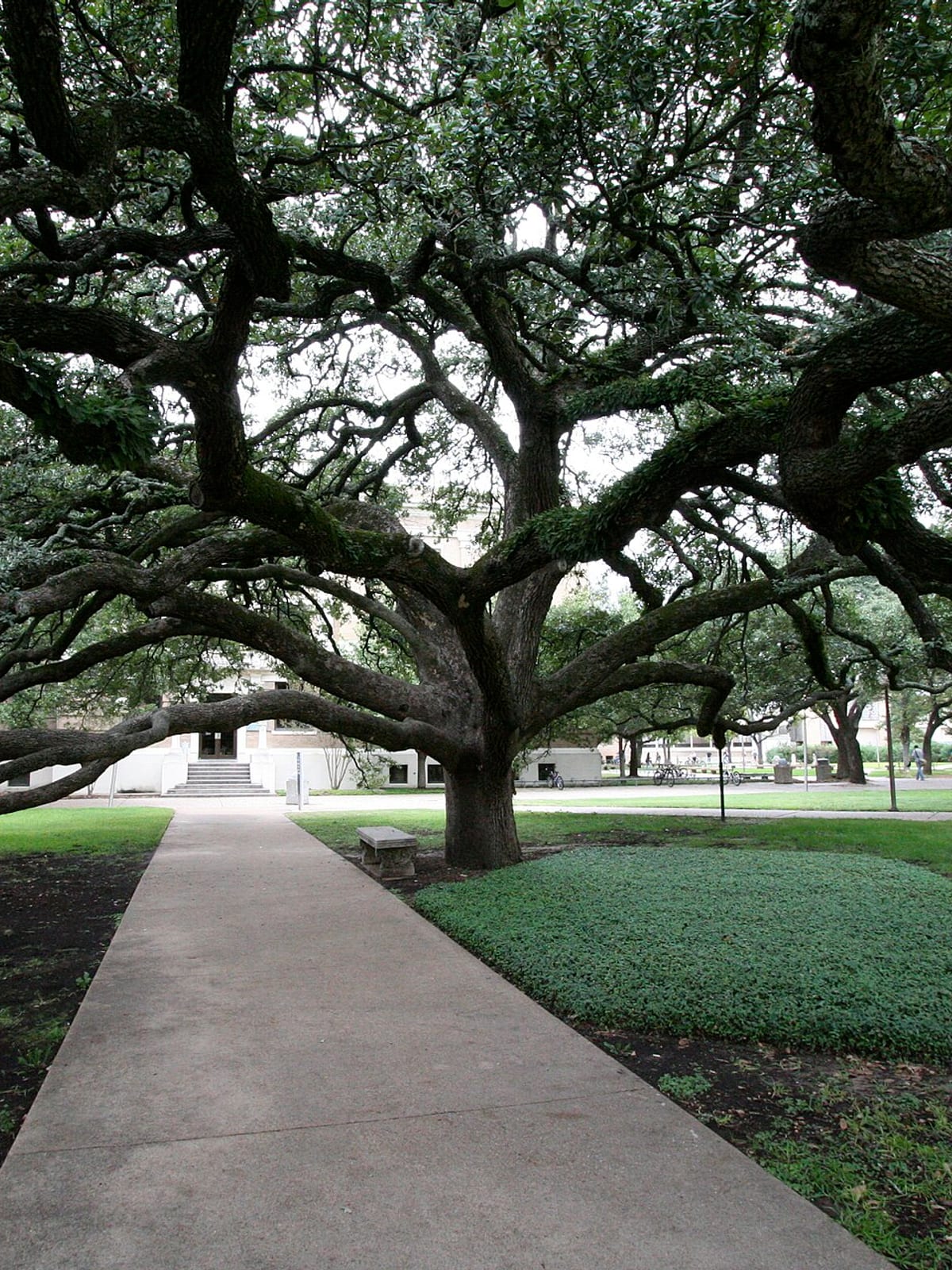 Cover of Maroon Life, The Change Issue: the Century Tree