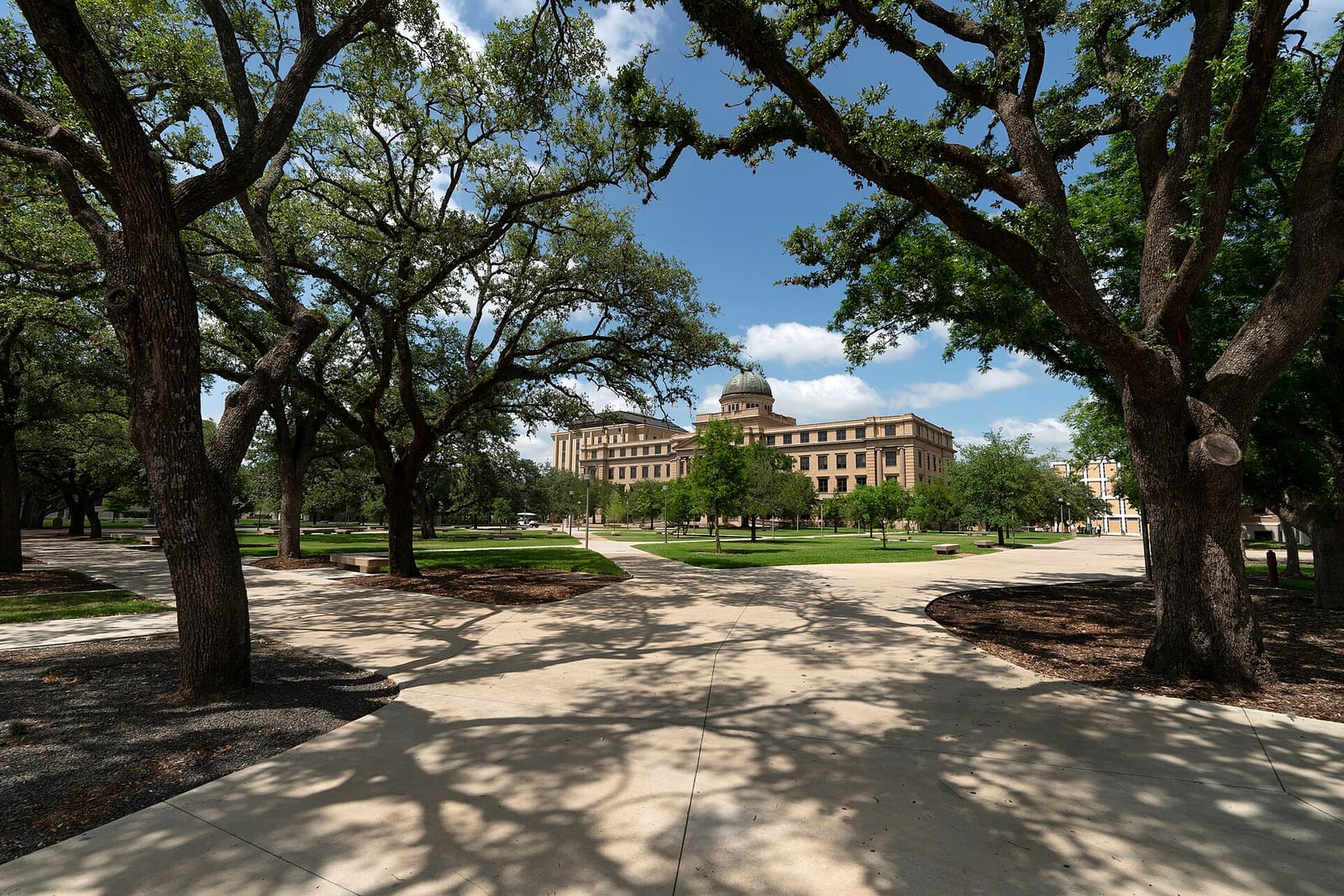 Live oaks shading a walkway toward the Academic Building